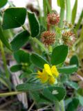 Medicago minima