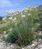 Jurinea stoechadifolia