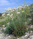 Jurinea stoechadifolia. Цветущее растение на меловом склоне. Ростовская обл., Куйбышевский р-н, окр. с. Лысогорка.17.07.2011.