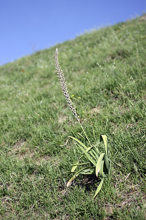 Изображение особи Eremurus comosus.