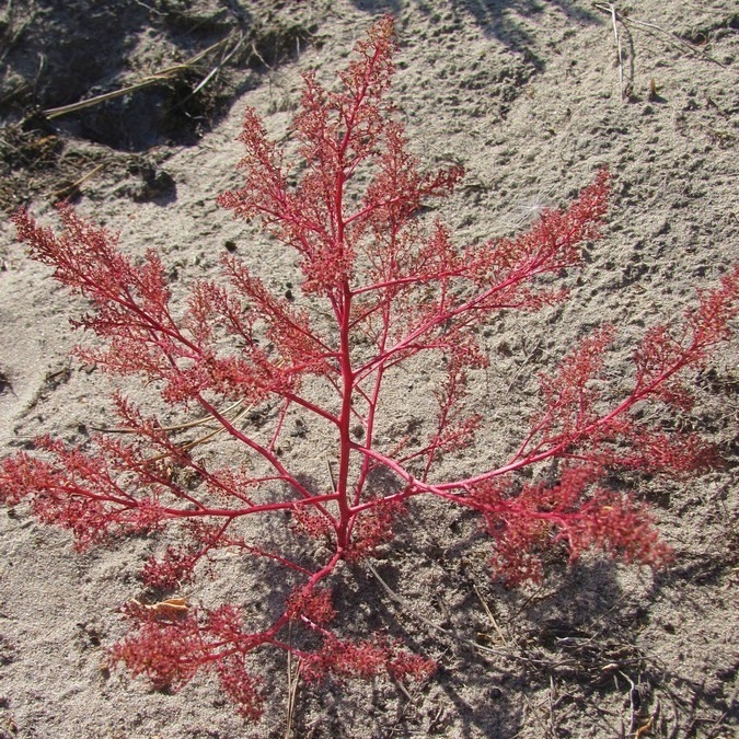 Изображение особи Teloxys aristata.