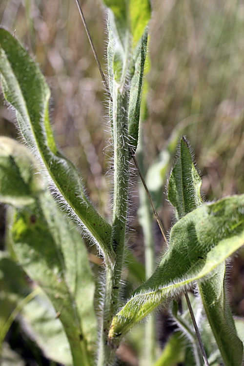 Изображение особи Pilosella procera.