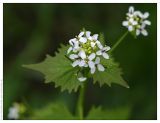 Alliaria petiolata. Соцветие. Чешская Республика, г. Брно, 30.04.2008.