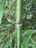 Phyllostachys viridis. Узел стебля с пазушным побегом. Южный Берег Крыма, Артек, в культуре. 14 июля 2010 г.