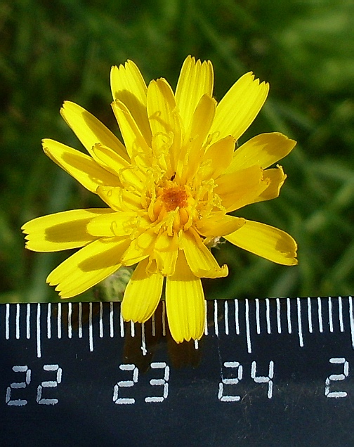 Изображение особи Picris hieracioides.