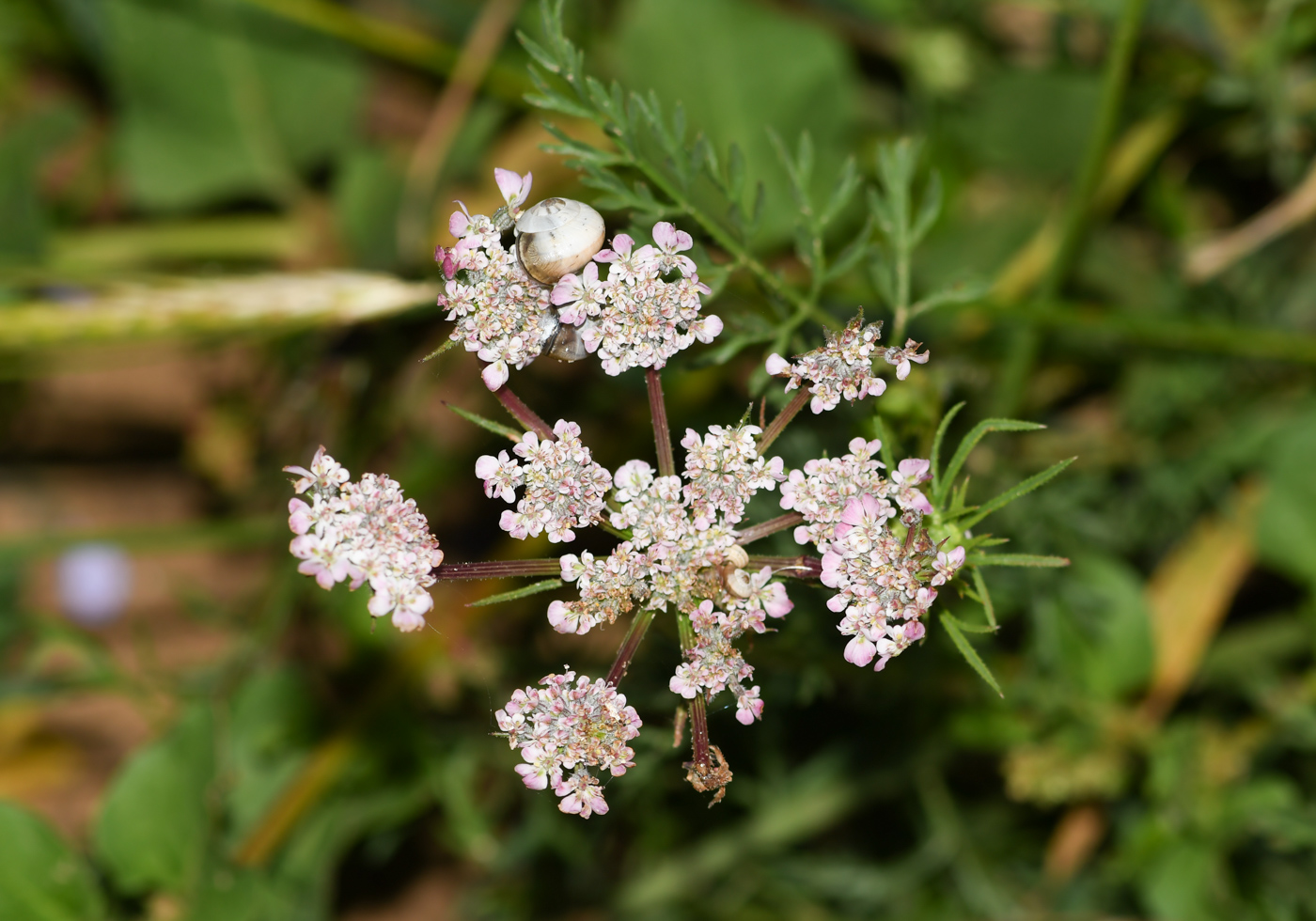 Изображение особи Daucus glaber.