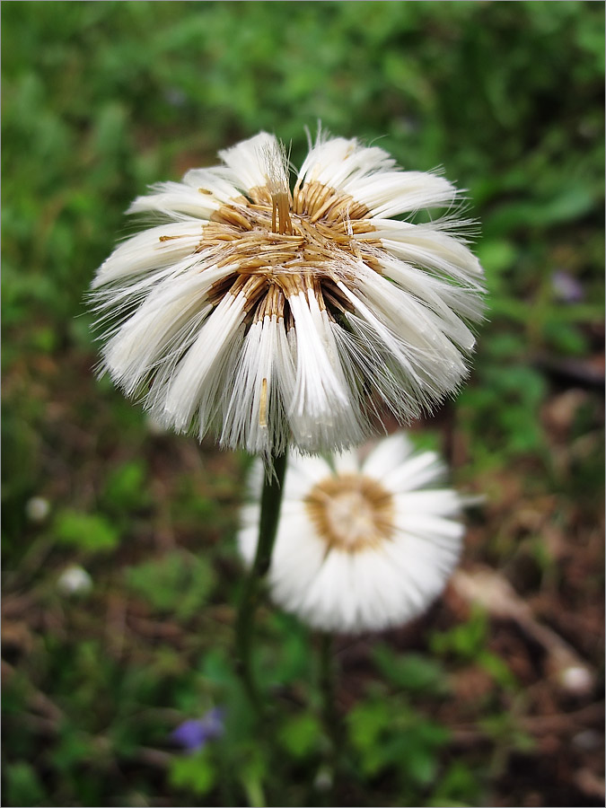 Изображение особи Tussilago farfara.