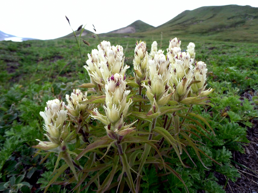 Image of Castilleja pavlovii specimen.