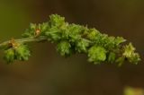 Atriplex patula