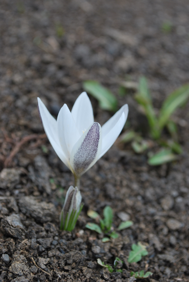 Image of Crocus alatavicus specimen.