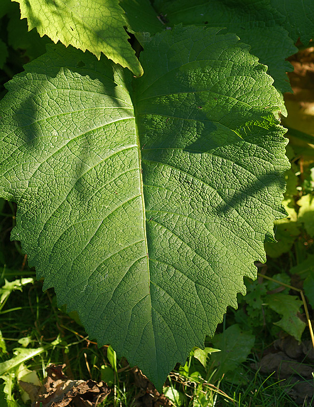 Изображение особи Telekia speciosa.