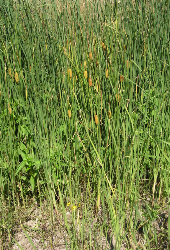 Image of Typha laxmannii specimen.