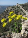 Draba cuspidata