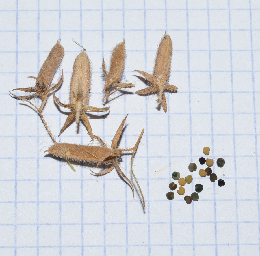 Image of Ononis natrix specimen.