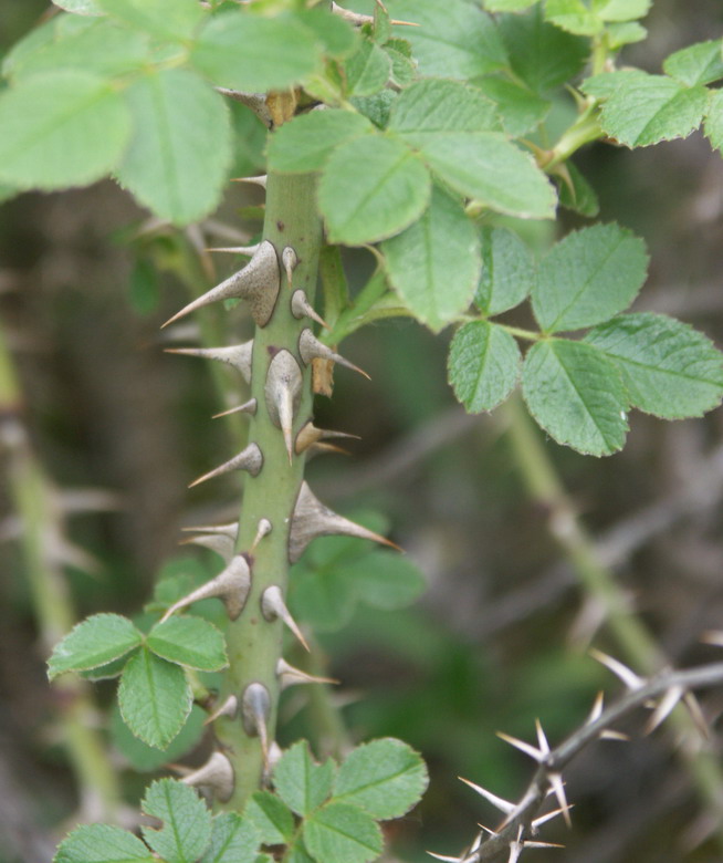 Image of Rosa rubiginosa specimen.