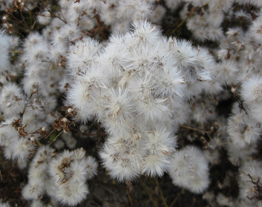 Image of Tripolium pannonicum specimen.