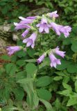 Campanula taurica. Верхушка цветущего растения. Крым, южный берег, окр. Мисхора, сосновый лес. 28 мая 2012 г.