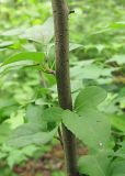Malus mandshurica
