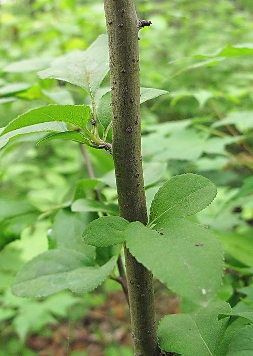 Image of Malus mandshurica specimen.