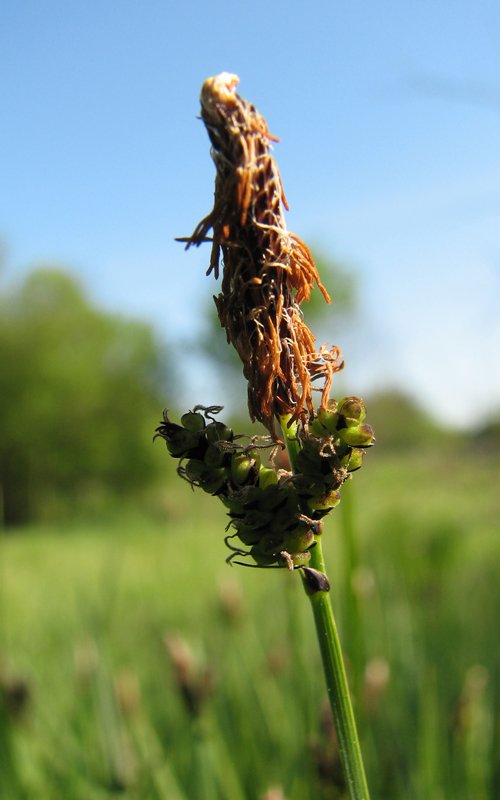 Image of Carex cespitosa specimen.