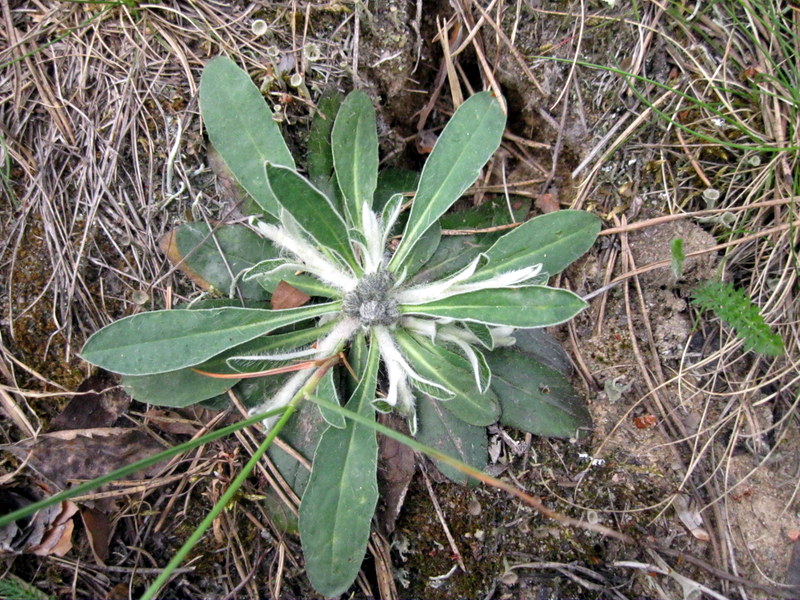 Image of Pilosella officinarum specimen.