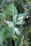 Pimpinella peregrina