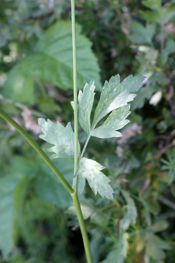 Изображение особи Pimpinella peregrina.