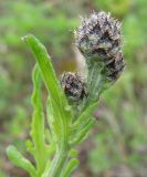 Centaurea scabiosa