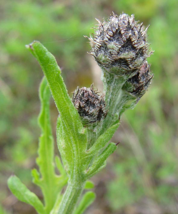 Image of Centaurea scabiosa specimen.