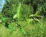 Salix × tetrapla. Верхушка побега. Окр. Архангельска, 21.07.2012.
