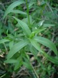 Tripolium pannonicum