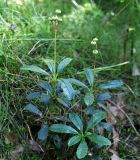 Chimaphila umbellata