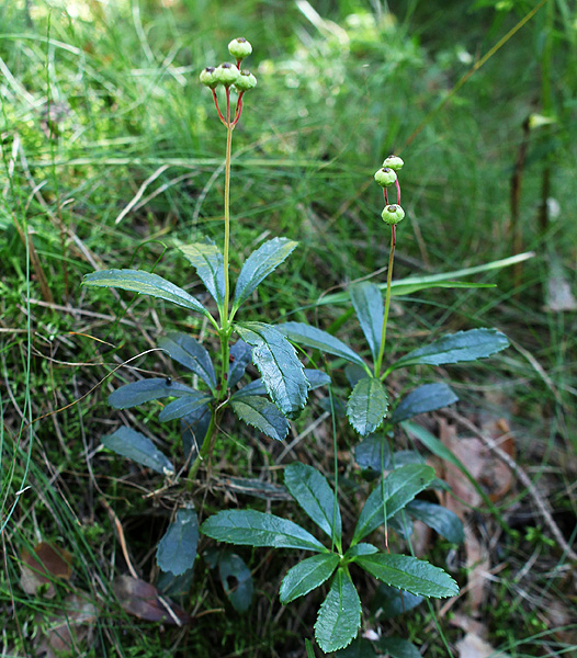 Изображение особи Chimaphila umbellata.