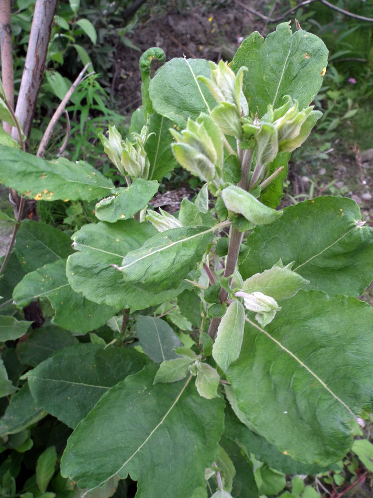 Image of Salix caprea specimen.