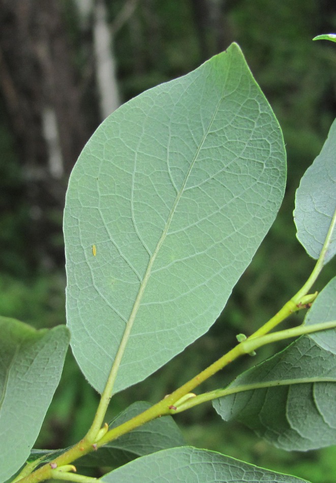 Image of Salix starkeana specimen.