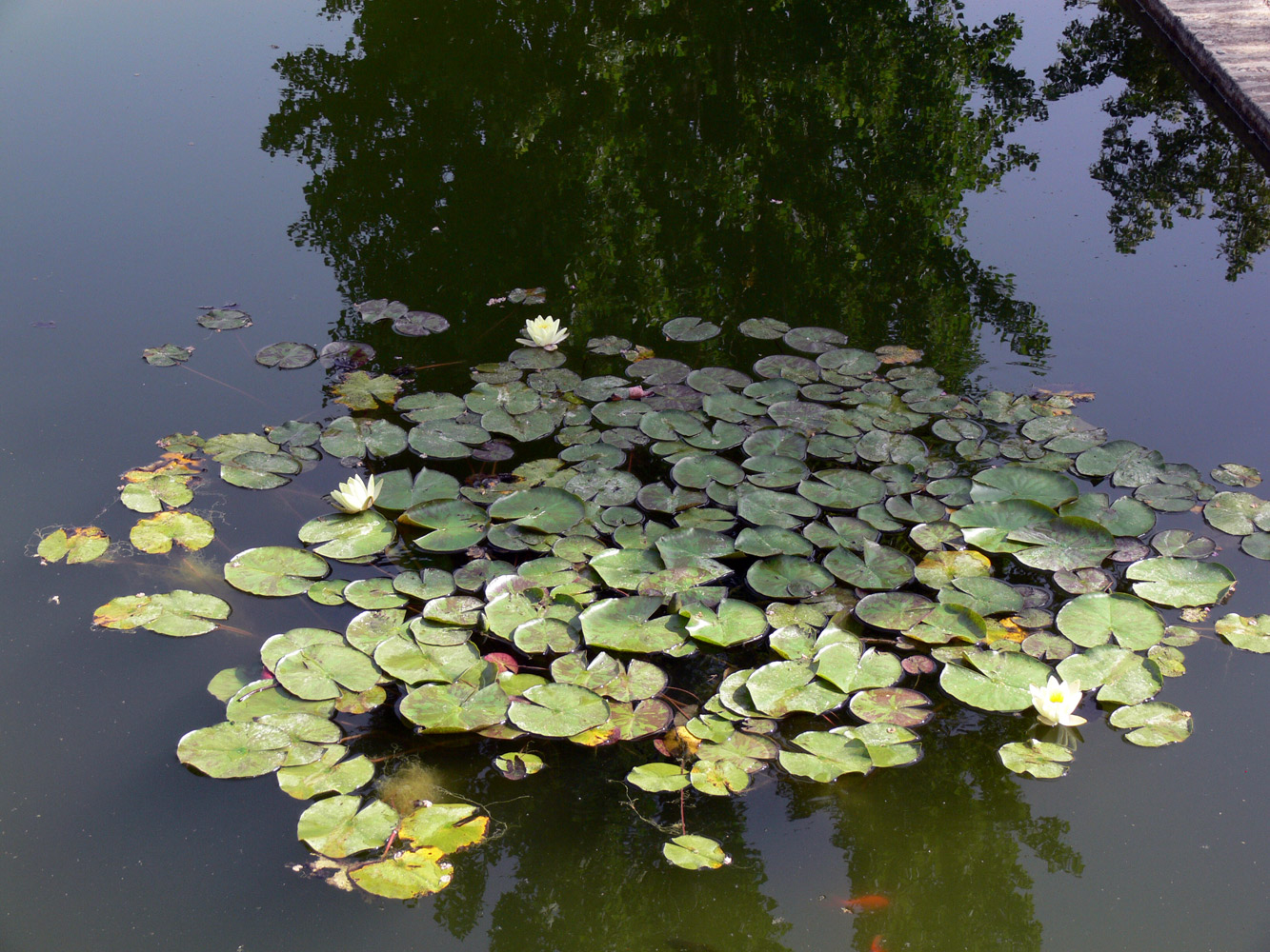 Изображение особи Nymphaea odorata.