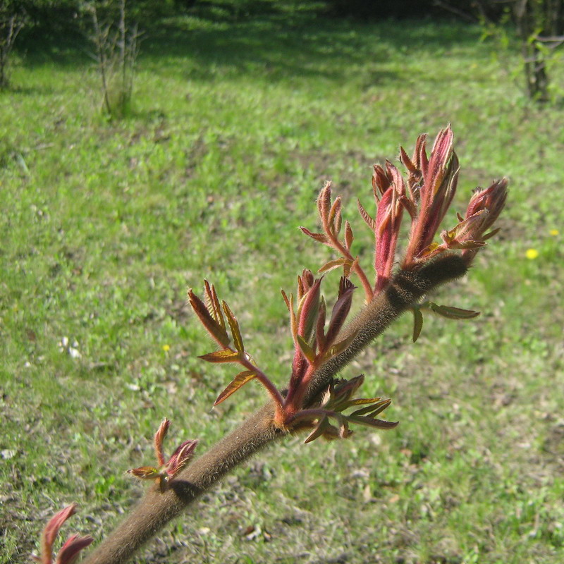 Изображение особи Rhus typhina.