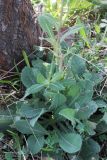 Sonchus asper