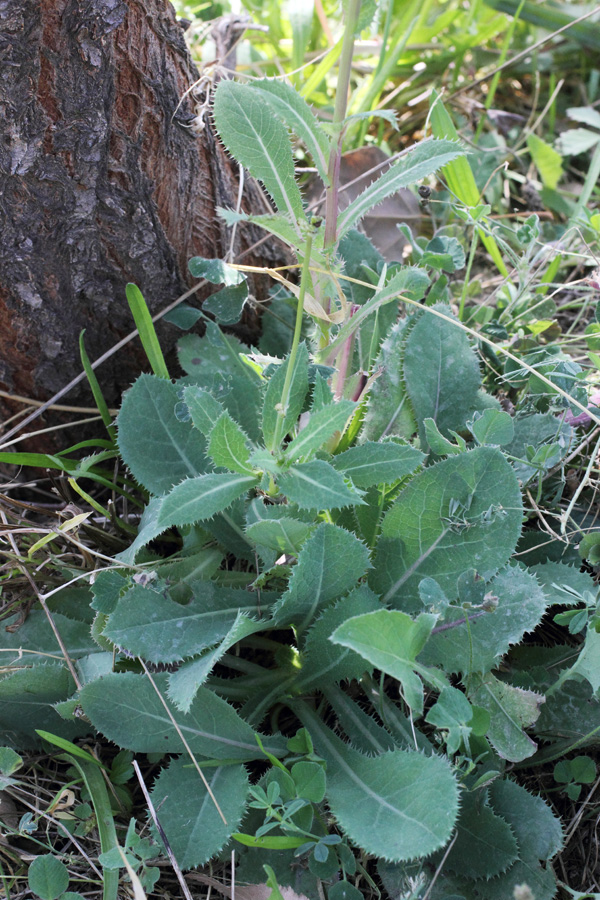 Изображение особи Sonchus asper.