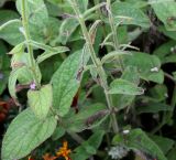 Salvia viridis