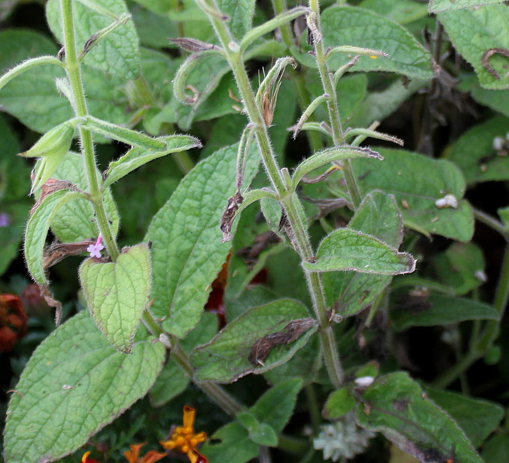 Изображение особи Salvia viridis.