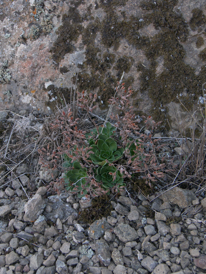 Изображение особи Rosularia sempervivum.