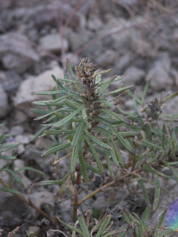 Image of Ajuga glabra specimen.