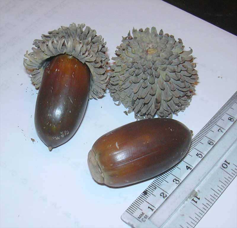 Изображение особи Quercus ithaburensis.