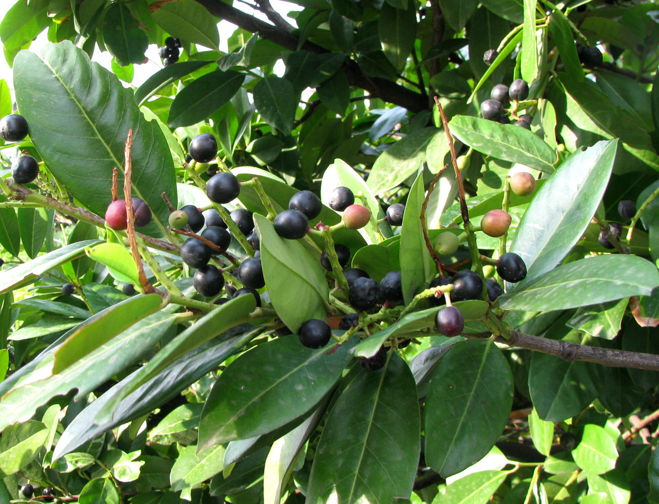 Image of Lauro-cerasus officinalis specimen.