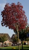 Fraxinus oxycarpa. Молодое дерево с листьями в осенней окраске. Германия, г. Кемпен, в озеленении улицы у детской площадки. 19.10.2012.