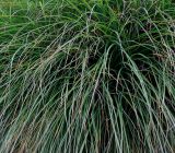 Miscanthus sinensis