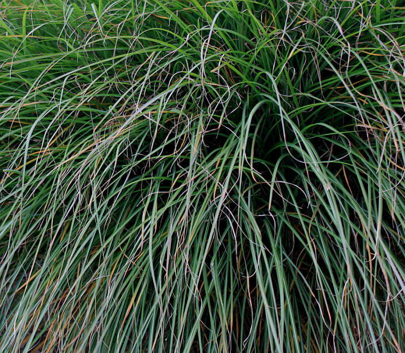 Изображение особи Miscanthus sinensis.