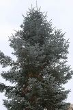 Abies form glauca