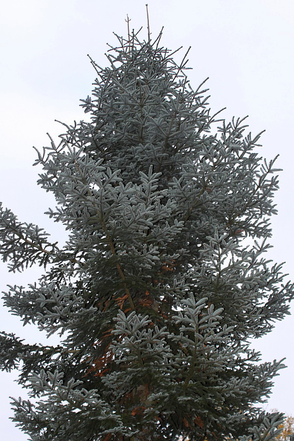 Изображение особи Abies procera f. glauca.